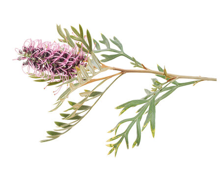 Pink grevillea flower branch with slender green leaves isolated on transparent background. Botanical close-up with clipping path.