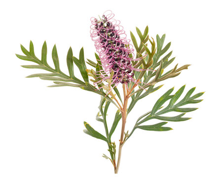 Pink grevillea flower branch with slender green leaves isolated on transparent background. Botanical close-up with clipping path.