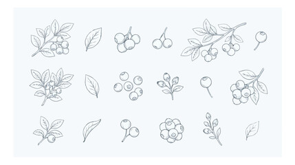Vintage hand drawn berry branch vector set, botanical line art illustrations of wild berries and leaves, minimalist floral sketch collection © I'm_coming