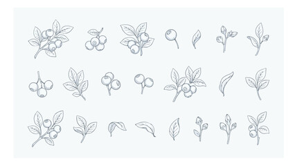 Hand drawn blueberry botanical sketches, set of 21 line art berry icons and leaf elements, minimalist floral vector illustrations for organic packaging © I'm_coming