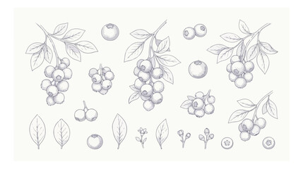Vintage blueberry botanical illustration set, hand drawn berry branches and leaves vector, engraved style fruit sketches for organic food packaging © I'm_coming
