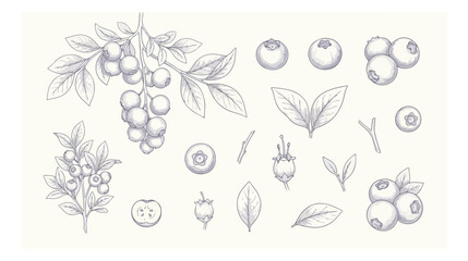 Vintage blueberry botanical sketch set, hand drawn berry branches and leaves vector, antique style fruit engraving for organic food packaging © I'm_coming