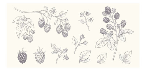 Vintage blackberry botanical illustration set, hand drawn berry branches and flowers, rustic sketch vector elements for organic food packaging © I'm_coming