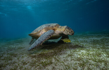 Fototapeta premium green seat turtle, green turtle, egypt