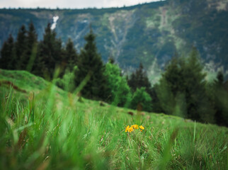 Natura, krajobraz, las, zachód słońca, leśny potok, słońce, woda, światło, długa ekspozycja © Adrian Jaśpiński