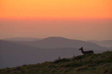 Natura, krajobraz, las, zachód słońca, leśny potok, słońce, woda, światło, długa ekspozycja, zwierzęta, ptaki, ssaki © Adrian Jaśpiński