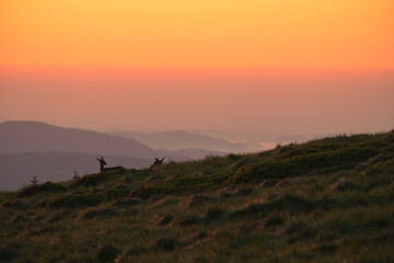 Natura, krajobraz, las, zachód słońca, leśny potok, słońce, woda, światło, długa ekspozycja, zwierzęta, ptaki, ssaki © Adrian Jaśpiński