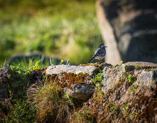 Natura, krajobraz, las, zachód słońca, leśny potok, słońce, woda, światło, długa ekspozycja, zwierzęta, ptaki, ssaki © Adrian Jaśpiński