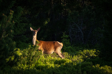 Natura, krajobraz, las, zachód słońca, leśny potok, słońce, woda, światło, długa ekspozycja, zwierzęta, ptaki, ssaki © Adrian Jaśpiński