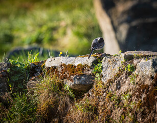 Natura, krajobraz, las, zachód słońca, leśny potok, słońce, woda, światło, długa ekspozycja, zwierzęta, ptaki, ssaki © Adrian Jaśpiński