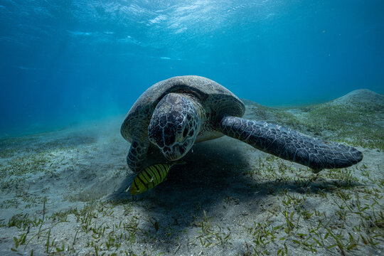 green sea turtle (Chelonia mydas), also known as the green turtle, black sea turtle, and Pacific green turtle