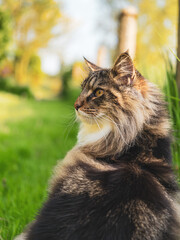 cat in the garden © David