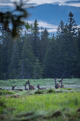 Natura, krajobraz, las, zachód słońca, leśny potok, słońce, woda, światło, długa ekspozycja, zwierzęta, ptaki, ssaki © Adrian Jaśpiński