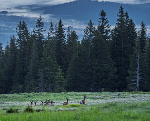 Natura, krajobraz, las, zachód słońca, leśny potok, słońce, woda, światło, długa ekspozycja, zwierzęta, ptaki, ssaki © Adrian Jaśpiński