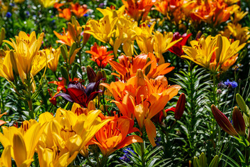 Obraz premium Colorful flowers bloom in a garden during the day in spring season with many bright yellow, orange, and red petals