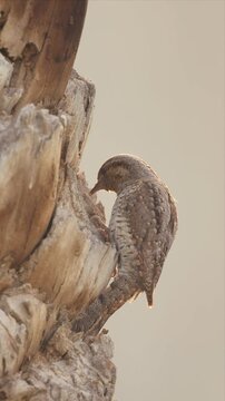 Eurasian Wryneck Clinging to Underside of Dead Tree Bark Showing Cryptic Camouflage Plumage
