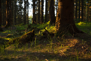 Natura, krajobraz, las, zachód słońca, leśny potok, słońce, woda, światło, długa ekspozycja © Adrian Jaśpiński