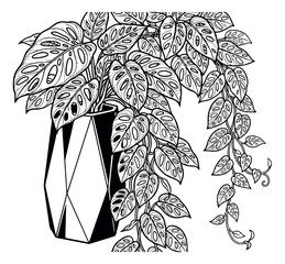 Monstera adansonii houseplant in geometric vase, black and white line art vector, botanical swiss cheese plant illustration for coloring © sajida