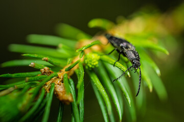 Natura, krajobraz, las, zachód słońca, leśny potok, słońce, woda, światło, długa ekspozycja © Adrian Jaśpiński