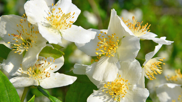 White petals, pistils and stamens with pollen-filled anthers on the flower of Philadelphus lewisii.