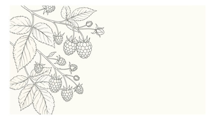 Vintage raspberry branch line art, botanical berry sketch with leaves and fruit, hand drawn raspberry vector illustration for organic food packaging © I'm_coming