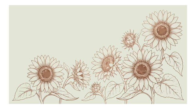 Vintage sunflower line art illustration, hand drawn botanical floral border vector, rustic sepia sunflower garden sketch for wedding invitations