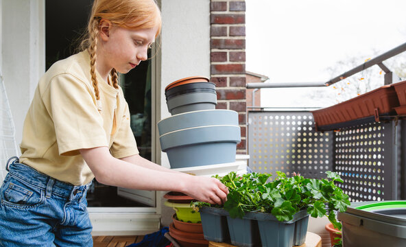 Gardener planting geranium on outdoor balcony for urban greening