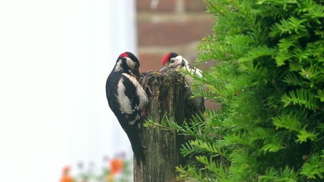 Great Spotted Woodpecker (Dendrocopos major) male feeding a juvenile on a garden gate post. June, Kent, UK [Slow motion x4]