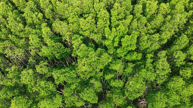 Aerial drone view of mangrove forest canopy highlighting biodiversity, ecological balance, coastal protection, climate resilience, carbon sequestration, and sustainable natural resource conservation.
