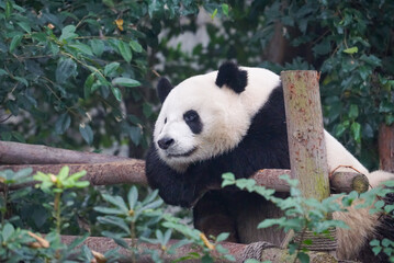 Giant panda climbing on wooden structure © Mutual Interest