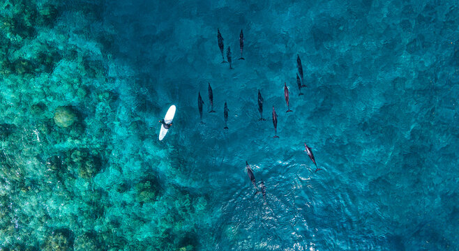 Aerial view of man on surfboard near pod of dolphins in blue sea
