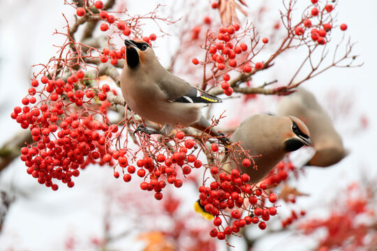 UK, Scotland, Bohemian waxwings (Bombycilla garrulus) perching on rowan tree