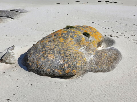 Ein markanter, von gelben Flechten bewachsener Granitfelsen liegt isoliert im feinen, hellen Sand am bretonischen Strand Plage de Roc'h ar Gonc in Frankreich.