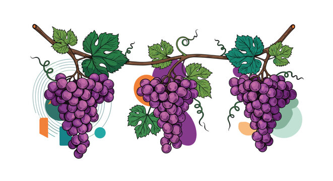 Ripe purple grapes hanging from a leafy vine with artistic colorful circles in a modern harvest and wine production theme.