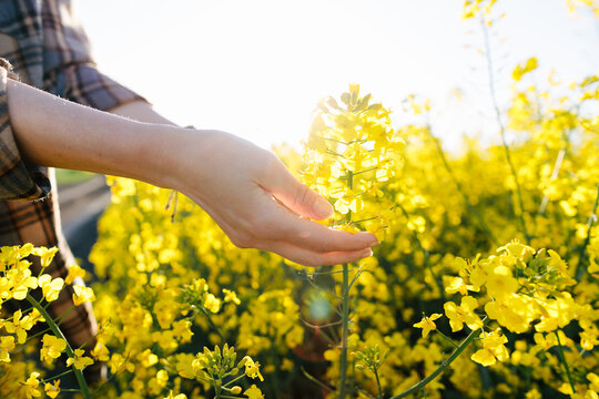 Hand gently touching yellow rapeseed flowers in sunny spring field
