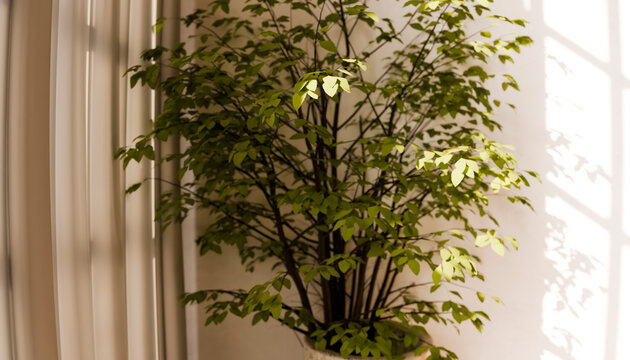 Green indoor plant in sunlit living room with wall shadows