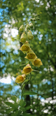 Yellow foxglove (Digitalis grandiflora) flowering in a deciduous forest of the Bükk Mountains, Hungary. Native European wildflower photographed from a low angle with soft woodland bokeh. © Tibor