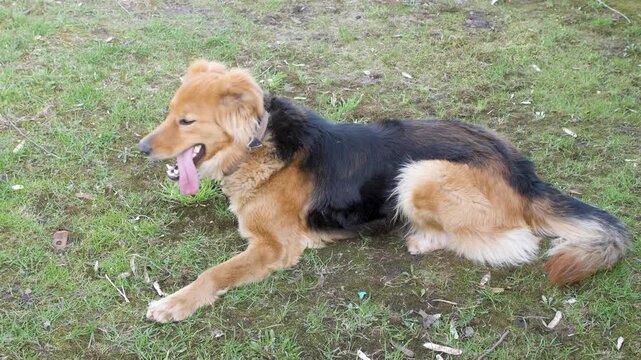 A large fluffy mixed breed dog lies resting on the green grass while panting heavily with its tongue out before quickly getting up and running out of frame.