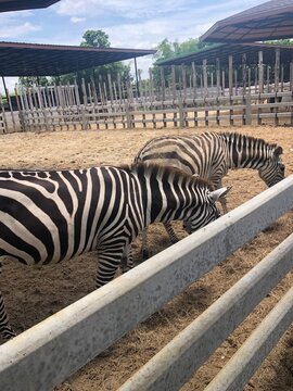 zebra crossing the road