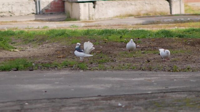 Two white doves walk gracefully on a patch of grass and dirt before being joined by a distinctive black and white fantail pigeon displaying its feathers outdoors.