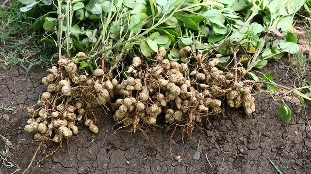 Fresh peanuts plants with roots. Freshly harvested peanuts from the farm, showcasing nature's bounty and the hard work of farmers