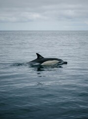 Fototapeta premium Dolphin swimming in calm ocean, grey cloudy horizon over the sea.