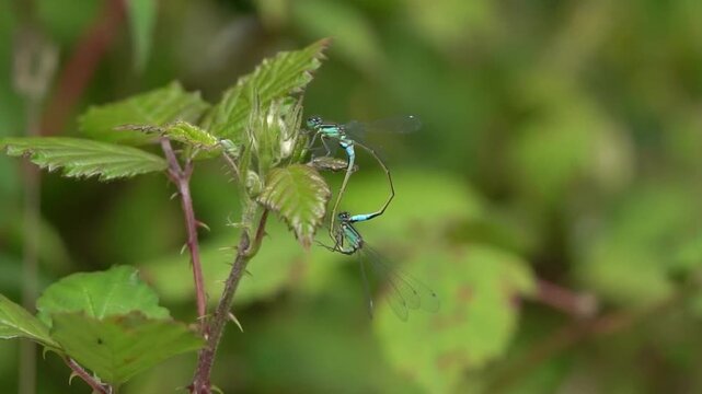 Close-up of mating blue-tailed damselflies (Ischnura elegans) forming a copulatory wheel on a green bramble leaf in the wild, nature and flying insect stock video footage clip