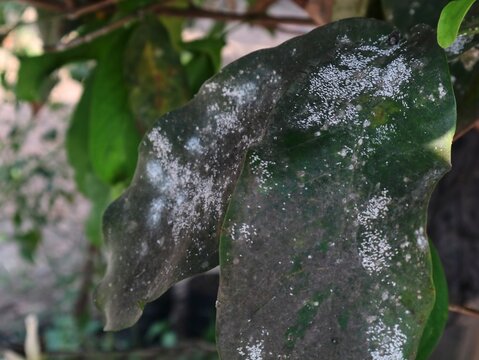 close-up shot of green plant leaves severely damaged and covered by white powdery mildew, mealybugs infestation, and black sooty mold fungus, showing signs of agricultural crop disease and pest infect