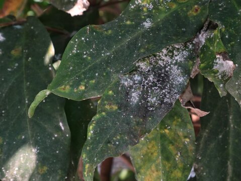 close-up shot of green plant leaves severely damaged and covered by white powdery mildew, mealybugs infestation, and black sooty mold fungus, showing signs of agricultural crop disease and pest infect