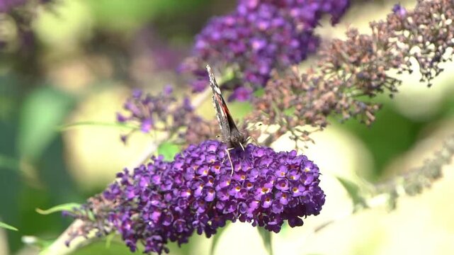 Red Admiral butterfly (Vanessa atalanta) feeding on a purple buddleja flower (butterfly bush) during the summer season, macro photography of butterflies close-up stock video footage clip