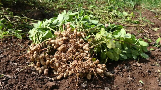 Fresh peanuts plants with roots. Freshly harvested peanuts from the farm, showcasing nature's bounty and the hard work of farmers