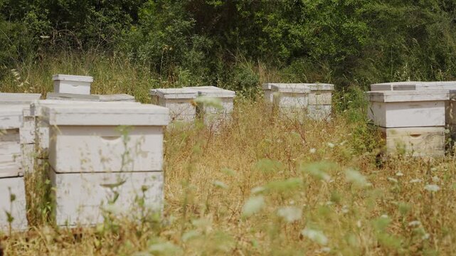 Rows of white beehives rest in golden grass. Sunlight glows warmly over the quiet apiary. Bees buzz gently in their hives, unseen. Israel agriculture and honey pollen industry
