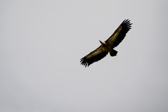 Close-up of Griffon vulture (Eurasion griffon, Gyps fulvus) 