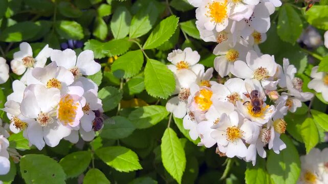 Close-up of bees collecting nectar from blooming white wild rose flowers on a sunny spring day. Detailed pollination activity among fresh green leaves and blossoms.